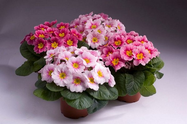 primrose perennial