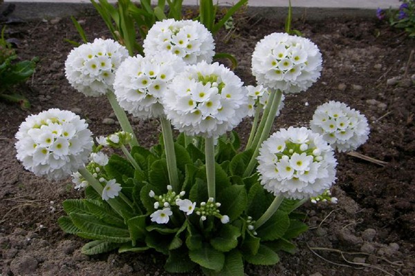 primrose perennial