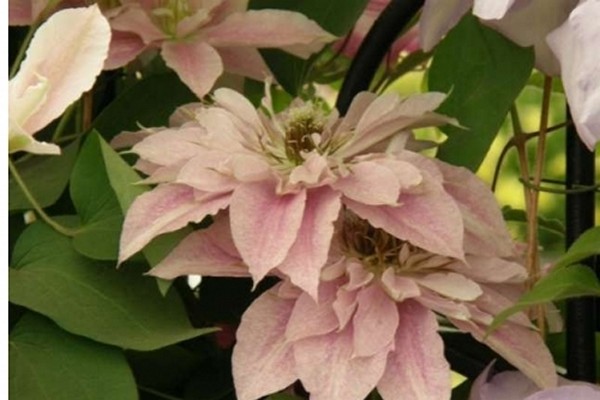 List of varieties of clematis for cultivation in the Moscow region