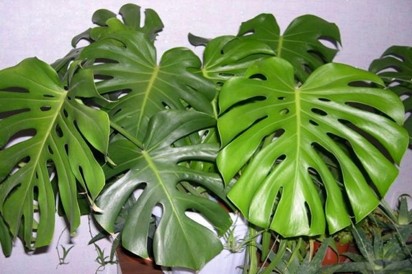 Monstera-Foto