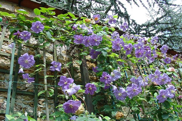 mga pangkat ng pag-trim ng clematis