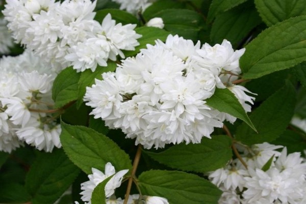 reinekia flower photo