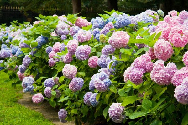 mga varieties ng hydrangea