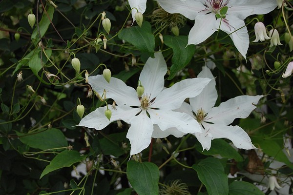 Large-flowered groups of clematis. Description of varieties