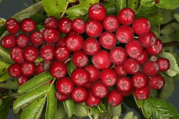 paglalarawan ng mga varieties ng ash ng bundok