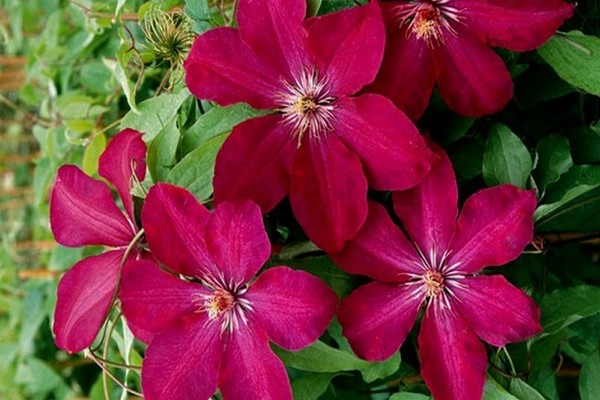 Large-flowered groups of clematis. Description of varieties