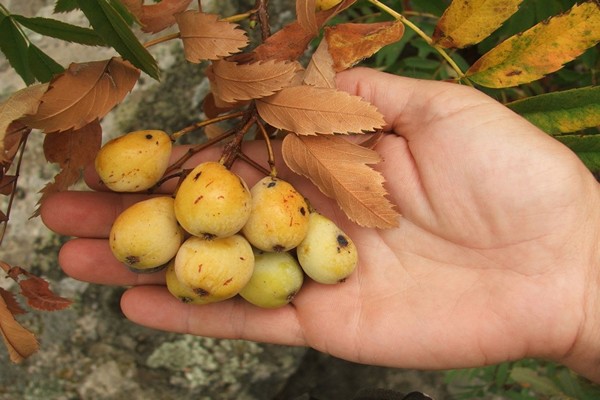 mountain ash species