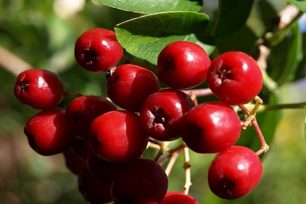 mountain ash varieties description