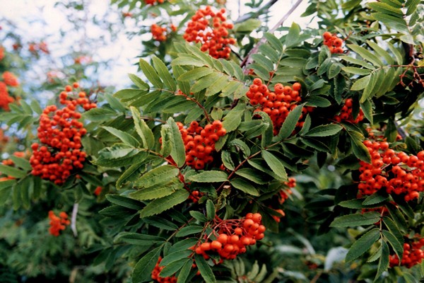 mountain ash species