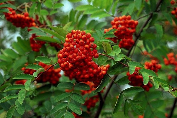 mountain ash species