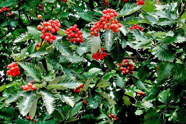 larawan ng paglalarawan ng rowan varieties