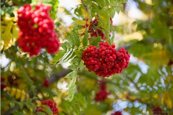 Choosing a rowan variety