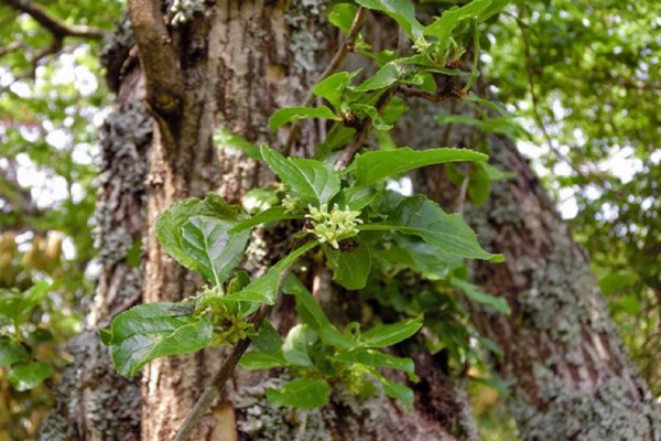 round-leaved wood plier photo