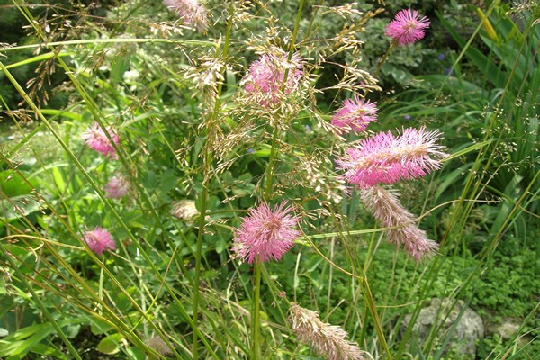 sanguisorba pink