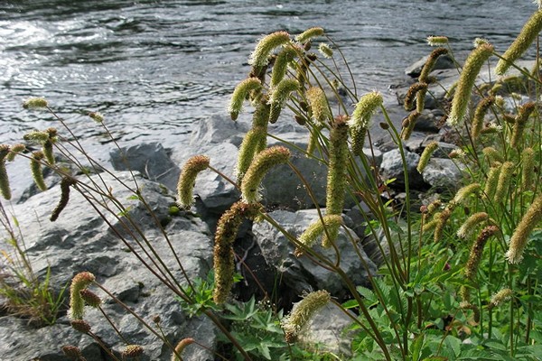 Sanguisorba