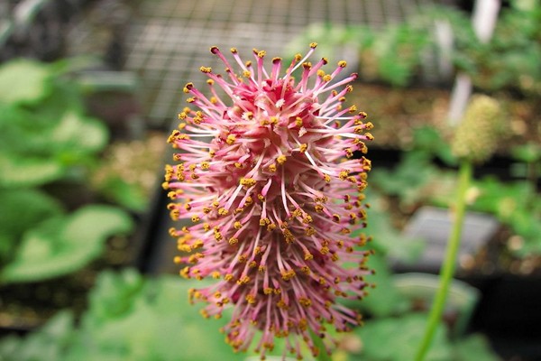 sanguisorba pink