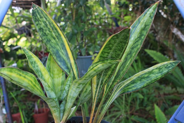 Sansevieria varieties