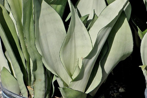 Sansevieria varieties