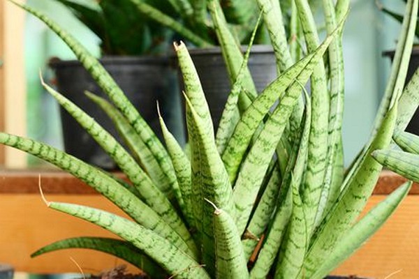 sansevieria dom