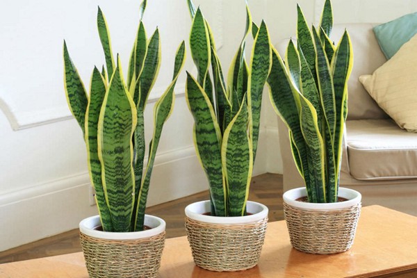 njega sansevieria