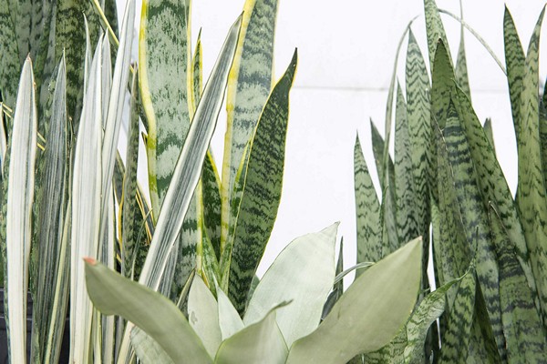 sansevieria three-lane