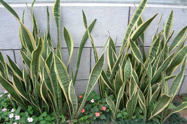 litrato ng sansevieria