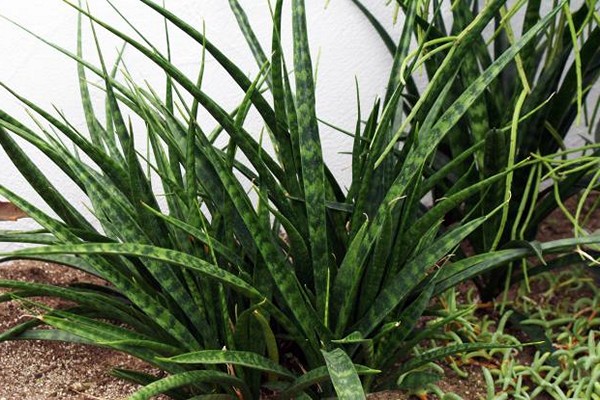 Bulaklak ng Sansevieria