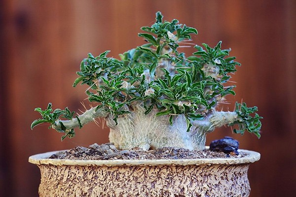 photo de pachypodium