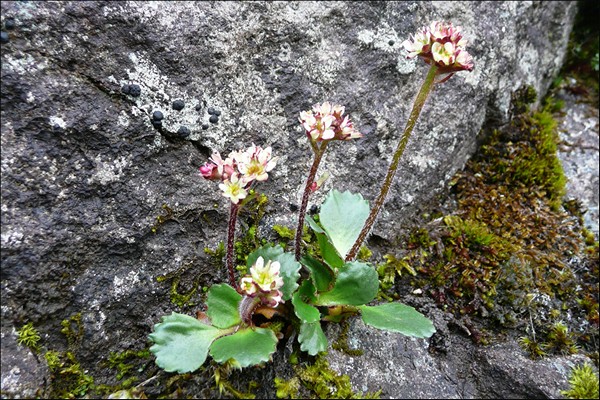 Saxifraga