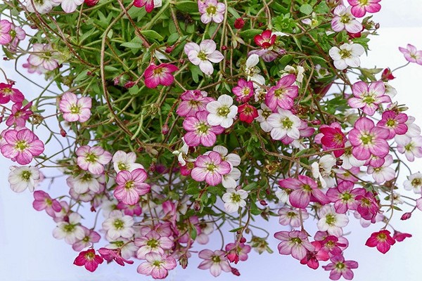 saxifrage photo planting