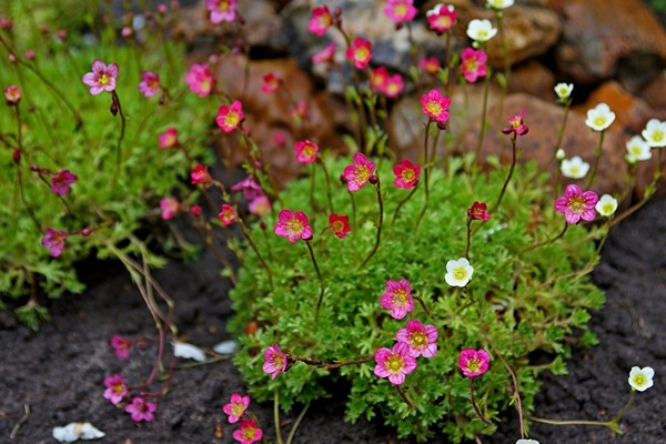 pagtatanim ng larawan ng saxifrage