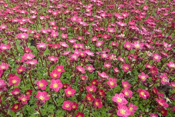 bulaklak saxifrage