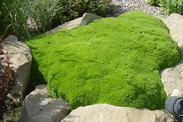 saxifrage photo planting