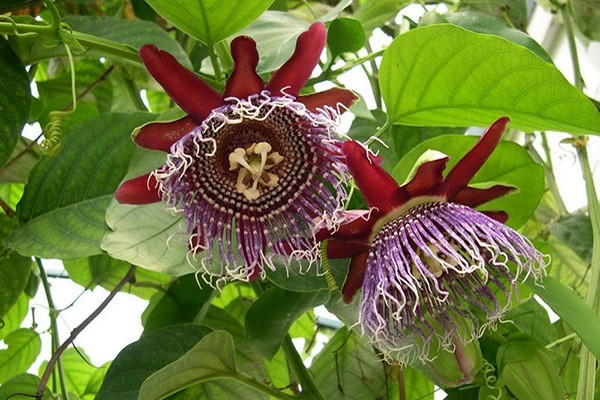 homemade passionflower