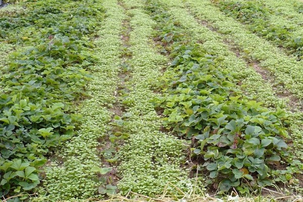 Siderata para sa mga strawberry