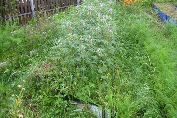 Siderata für Erdbeeren