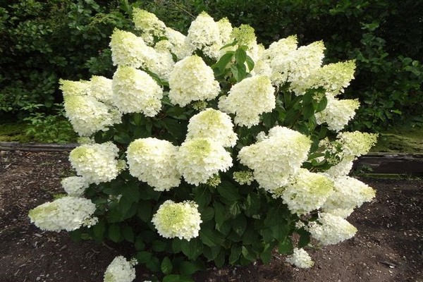 name of varieties of panicle hydrangea