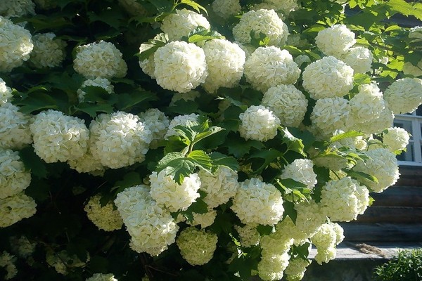 panicle hydrangea varieties photo