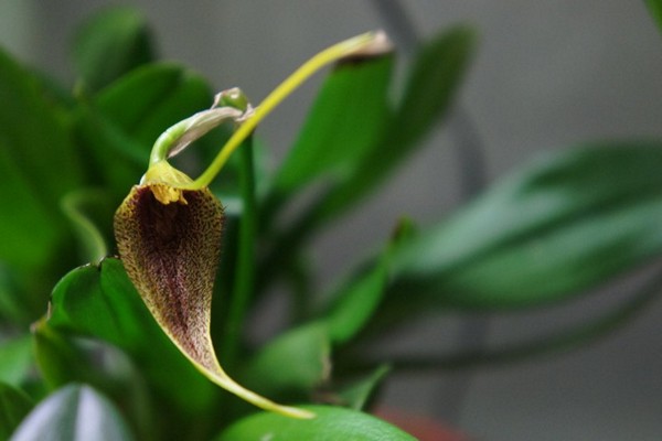 Masdevallia