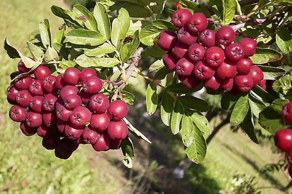 paglalarawan ng mga varieties ng ash ng bundok