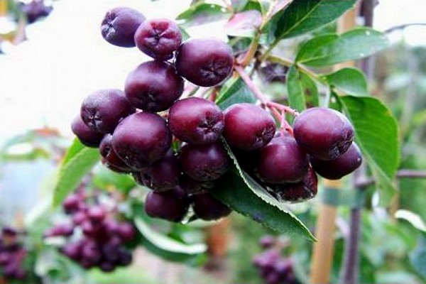 Choosing a rowan variety