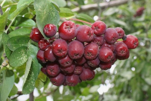 Choosing a rowan variety