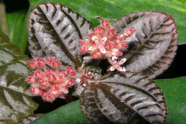 peperomium pilea