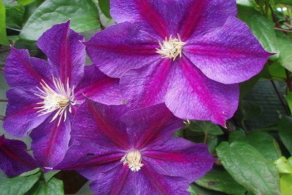 Large-flowered groups of clematis. Description of varieties