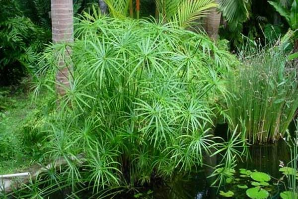 cyperus care