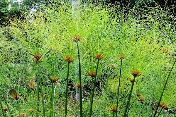 cyperus papyrus