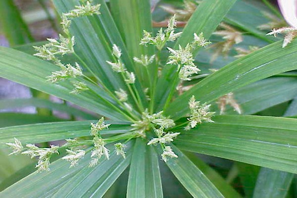 cyperus papirus