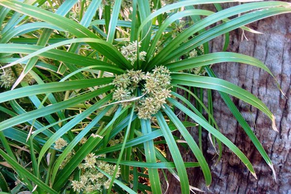 cyperus papyrus