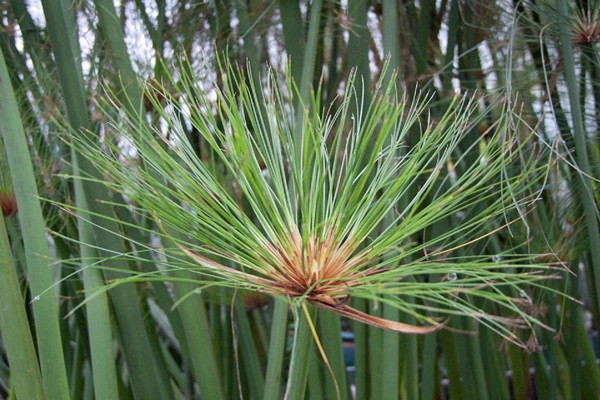 cyperus papyrus