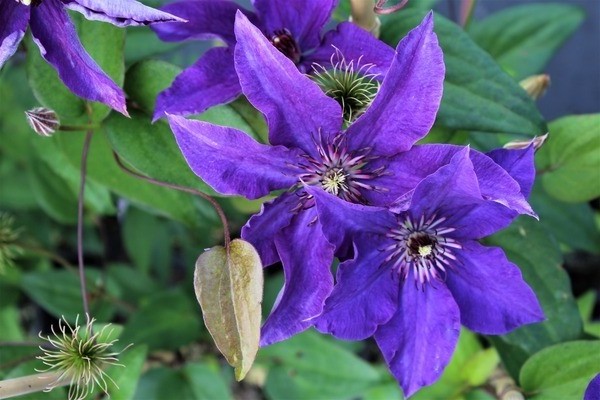 clematis trimming groups